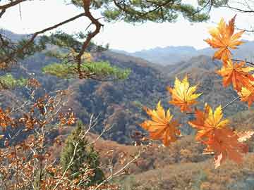 數(shù)字迷蹤：老張的免費(fèi)新奧彩提供奇遇與理性邊界