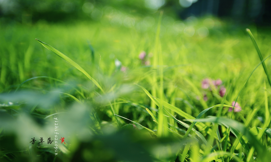 時空對話：77777888管家婆四肖四碼揭秘芳草的智慧傳承