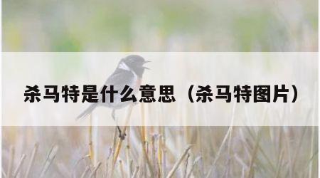 王中王493333中特馬今晚開獎深度解析:查詢方法與信息鑒別全攻略