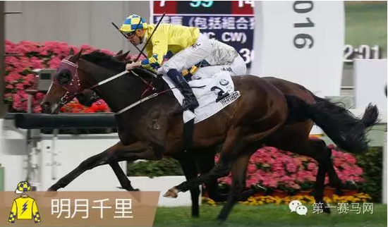 香港馬，77777與88888的傳奇故事，香港賽馬傳奇，77777與88888的傳奇篇章